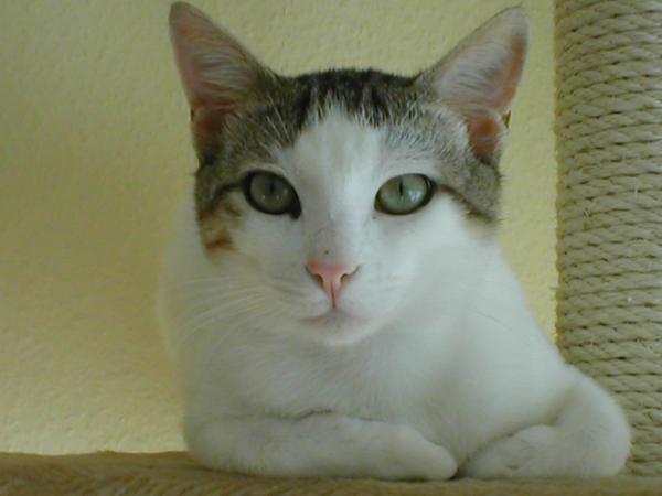 P5290079
Das ist Simba.