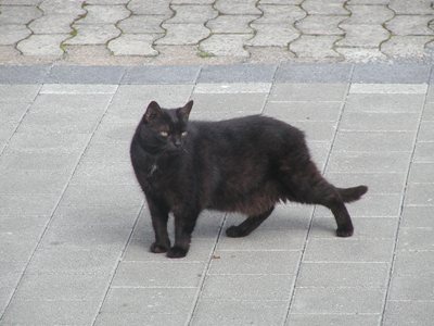 P8260004

Keller-Katze geb,14.04.92