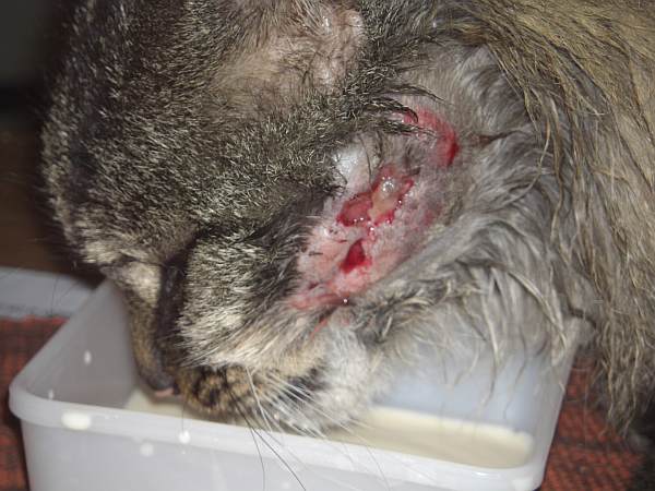 Paddy Wunde 002klein