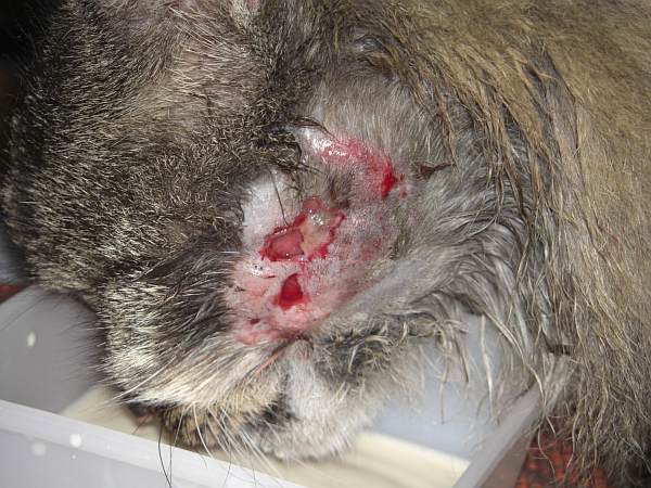 Paddy Wunde 003klein