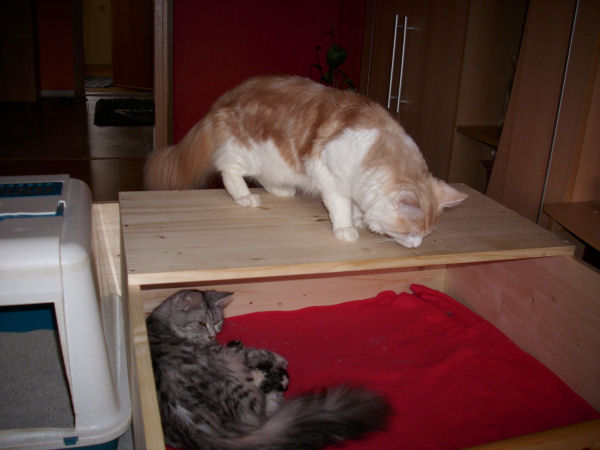 Papa Leo sieht nach dem Rechten