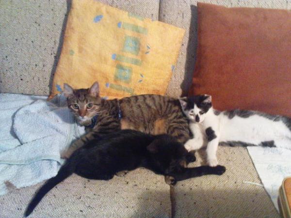 Papa und seine Jungs