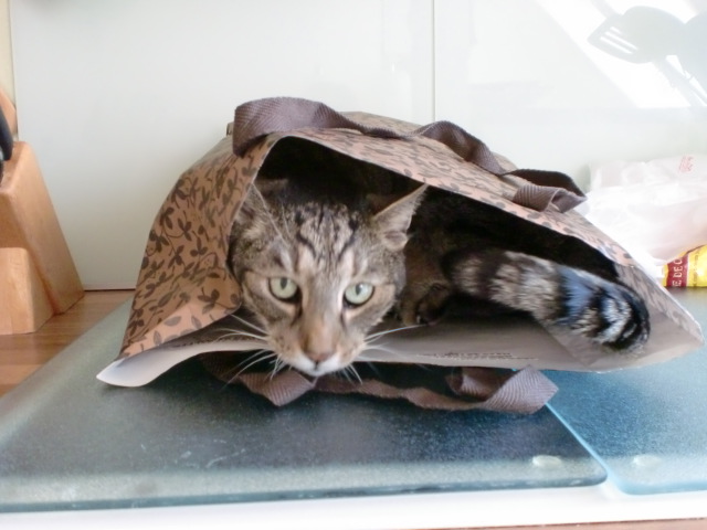 Papiertüten sind KLASSE!