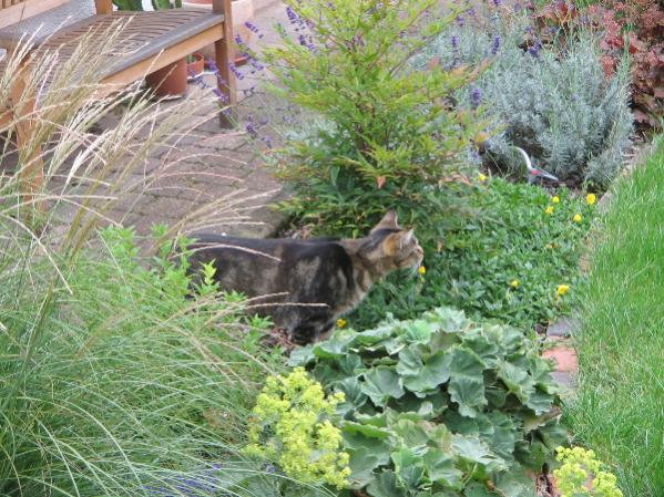 Pass auf, kleiner Vogel, pass auf!