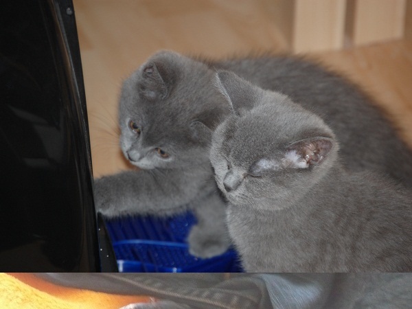 Paula und Josie mit 10 Monaten