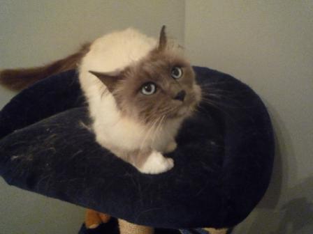 Paulchen 8 Jahre unser doofi zum kaputt lachen