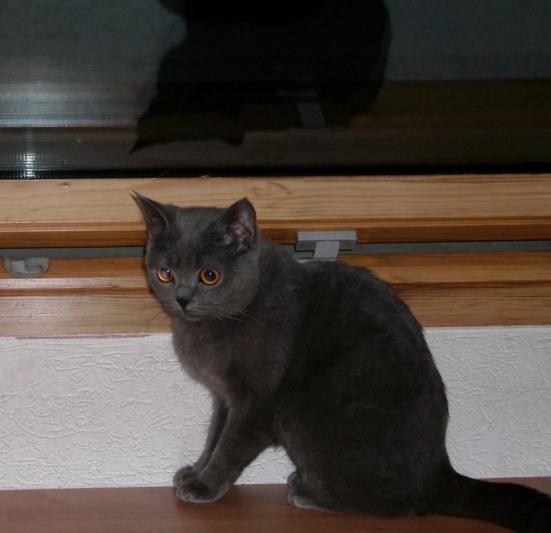 Peaches 003 (800x773)