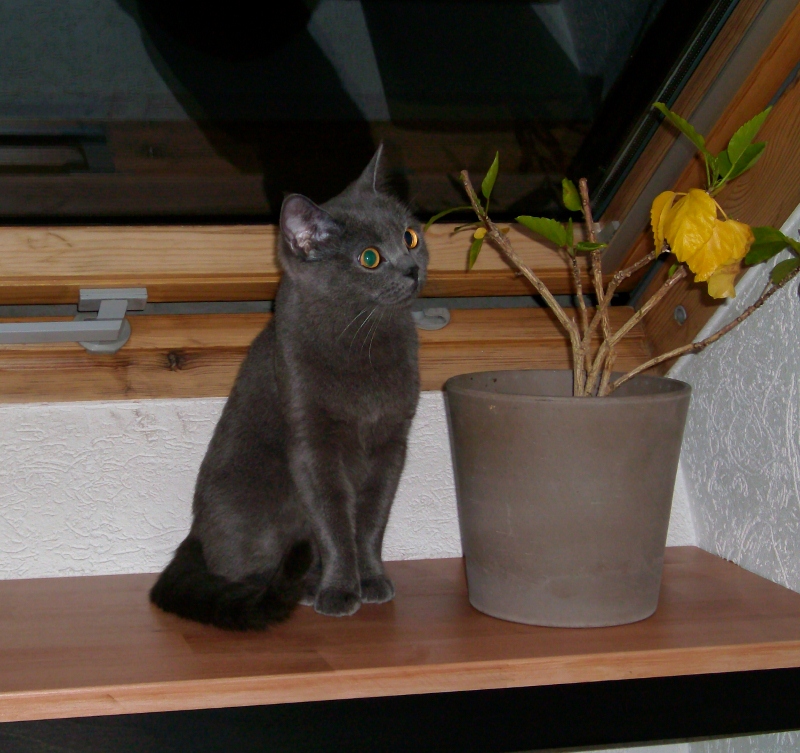 Peaches 008 (800x753)