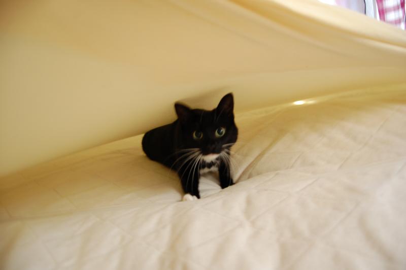 Pebbles: geb. ca. 2004