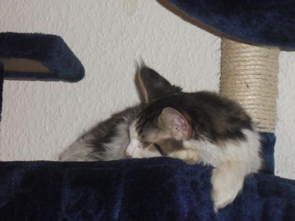 Peppone probiert den Kratzbaum zum schlafen aus :)