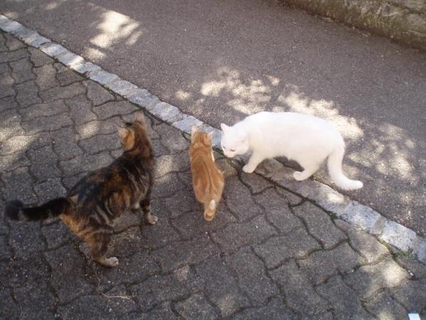 Pepsi, Pepita und Snow