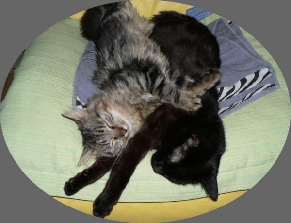 Petro und Bruno beim Schönheitsschlaf 
so süss die 2