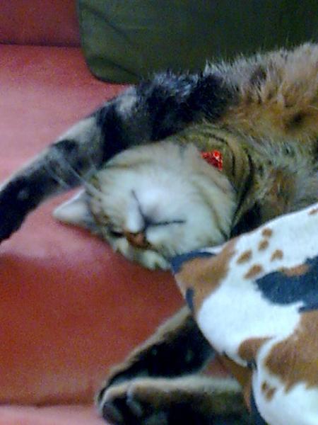 pfose+ihre 4 handy 008