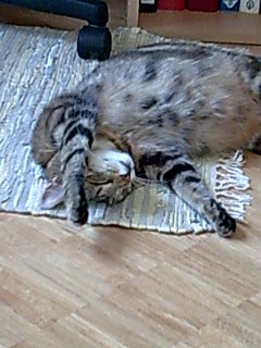 pfose+ihre 4 handy 010