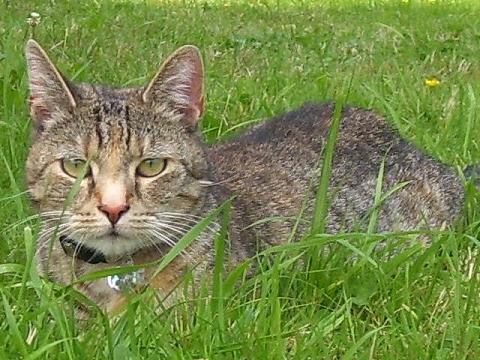 Phoebe, die Zicke ...