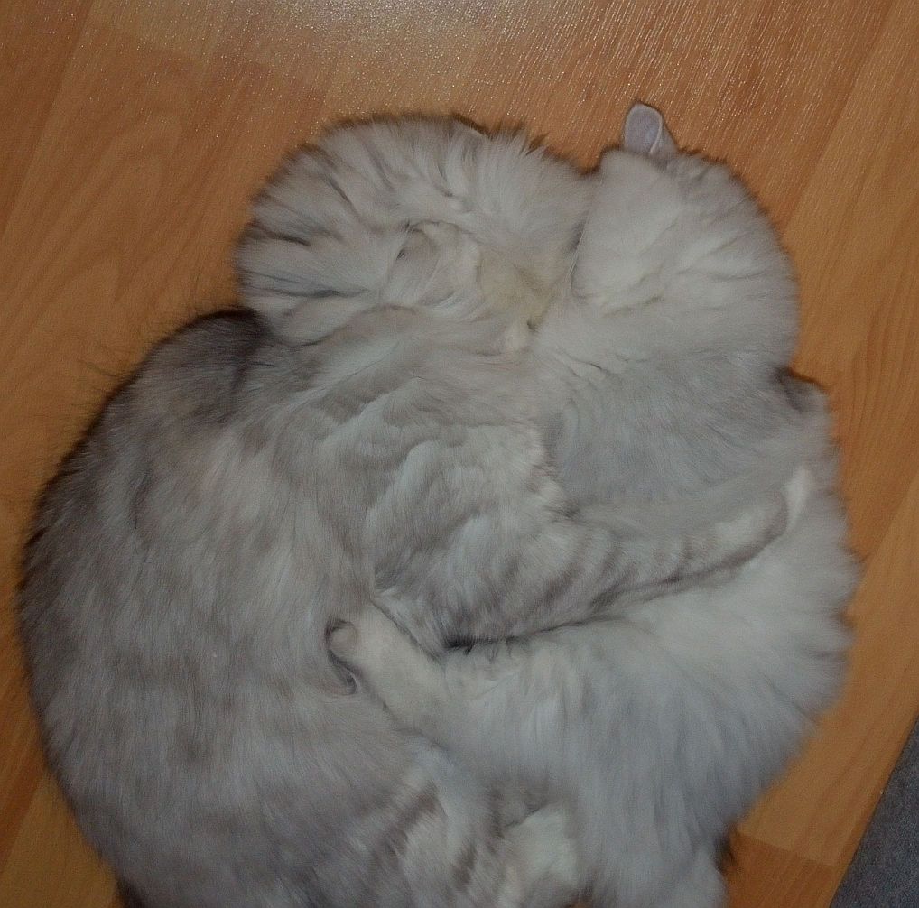 Pia und Nico kuscheln