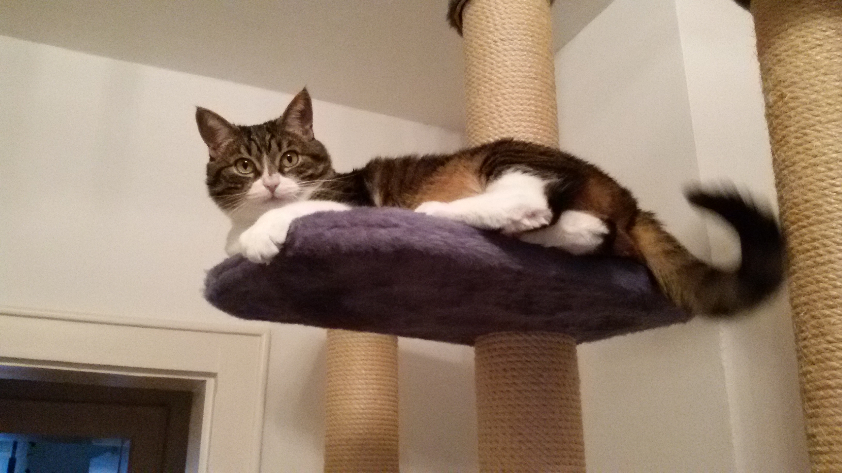 Piri auf dem Kratzbaum