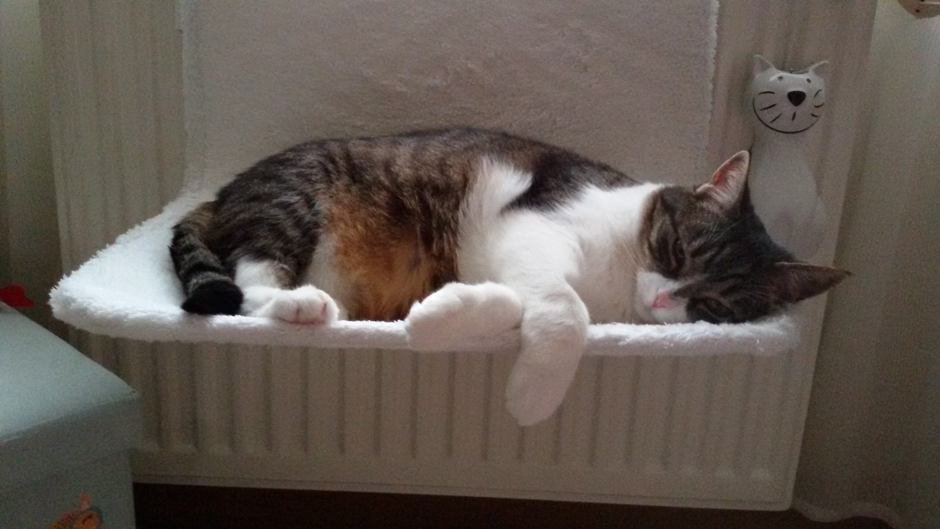 Piri in der Heizungsliege