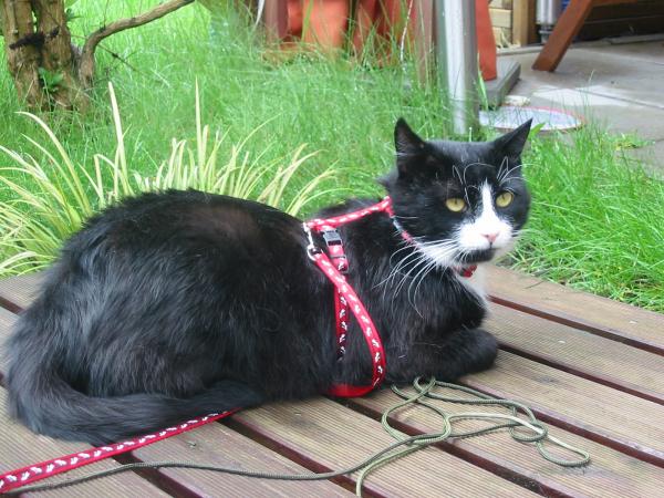 Pitti mit Gartenoutfit ;o)