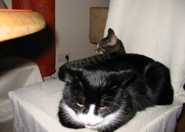 Pitti und Marie kuscheln