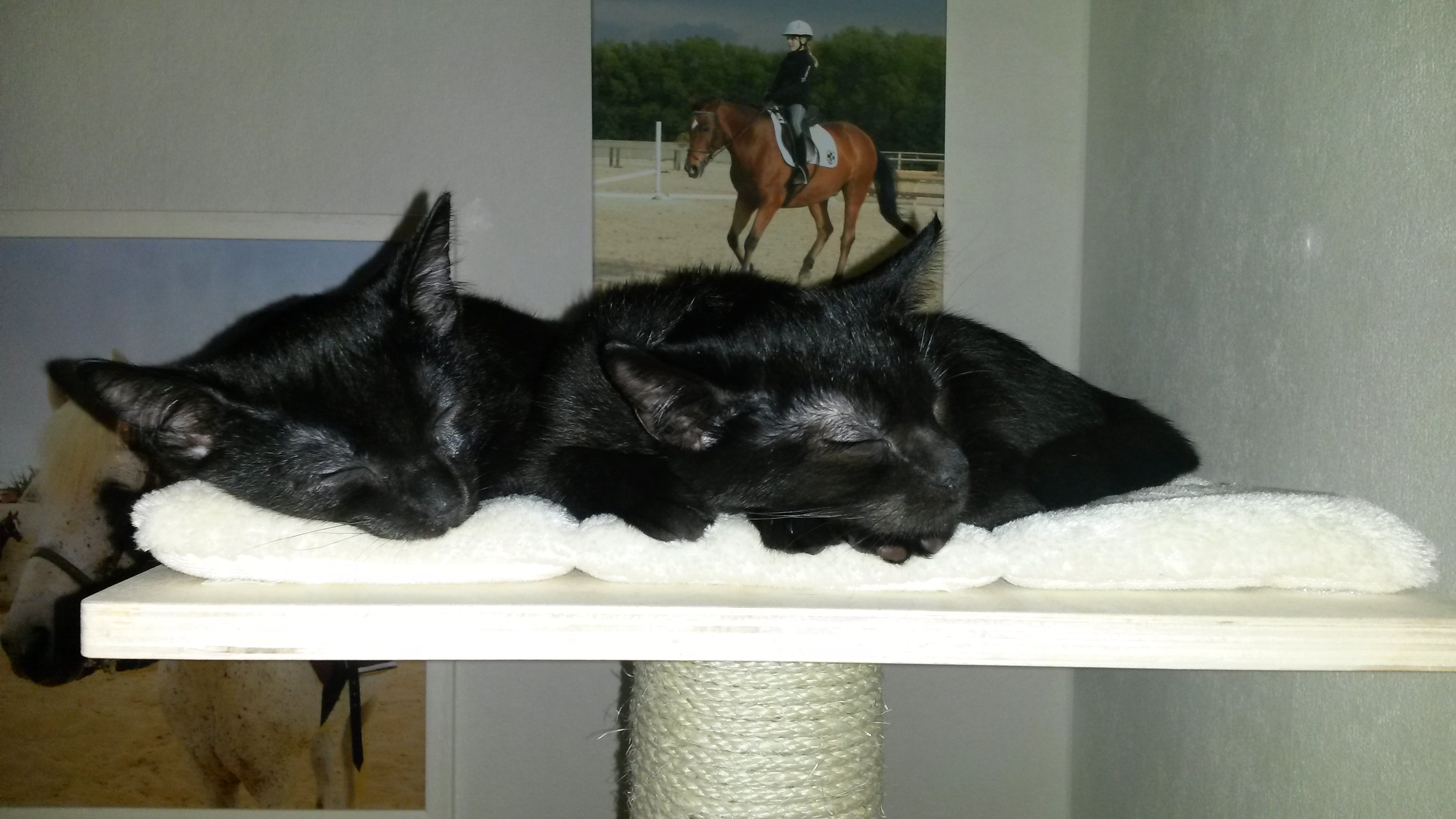 Platz ist auf der kleinsten Plattform....leider wieder krank....