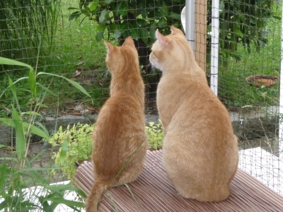 Polans &amp; Pepe in gesicherter Terrasse