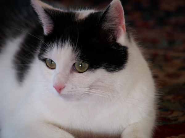 Polly unser Flummy
Geboren am 01.08.2003