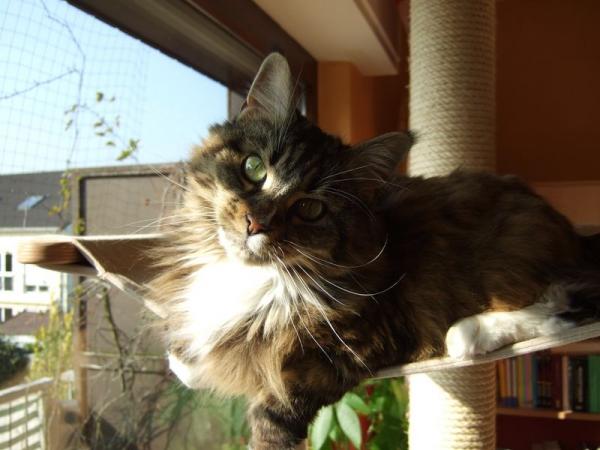 Prinzessin in der Hängematte