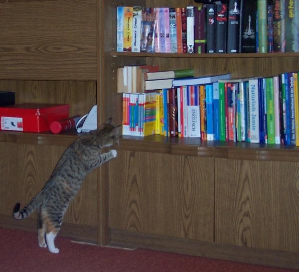 Püppi inspiziert das Regal