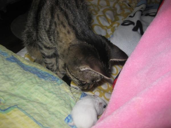 Quietschie und ihre Freundin der Hamster Bubu