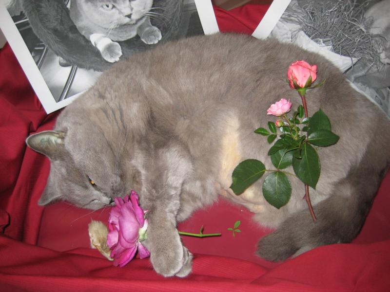 "Aufbahrung" vor der Kremierung am 23.07.2012. Ich hatte - wie damals bei Julia - Bilder dazugelegt von gemeinsamen, glücklicheren Zeiten..