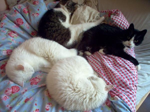 "Das Vierblättrige Kleeblatt"