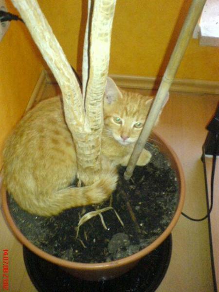 "Garfield" unser kleiner Schleime-Kater. War er nicht süß als er noch kleiner war ;) ?
Er ist eine wahre Klette und will immer nur gekuschelt werden. Mit "Sunny" versteht er sich leider nicht.