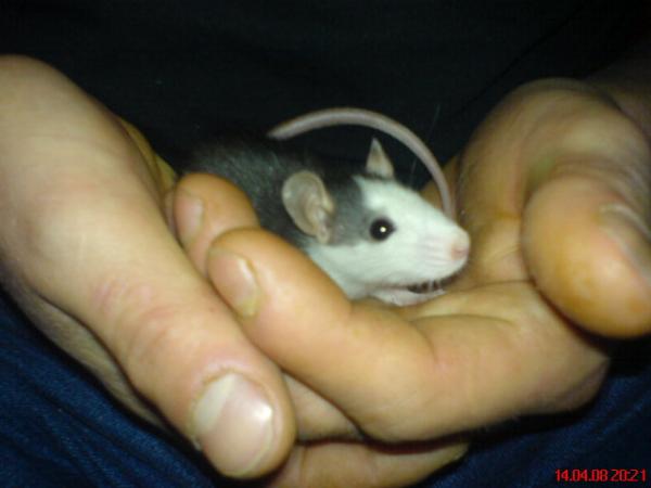 "Hifi" ist eine unserer insgesamt 6 Ratten.