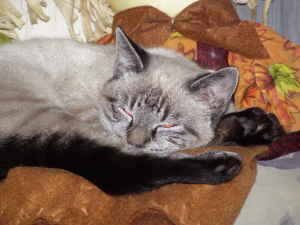 "smores" unsere NEUE