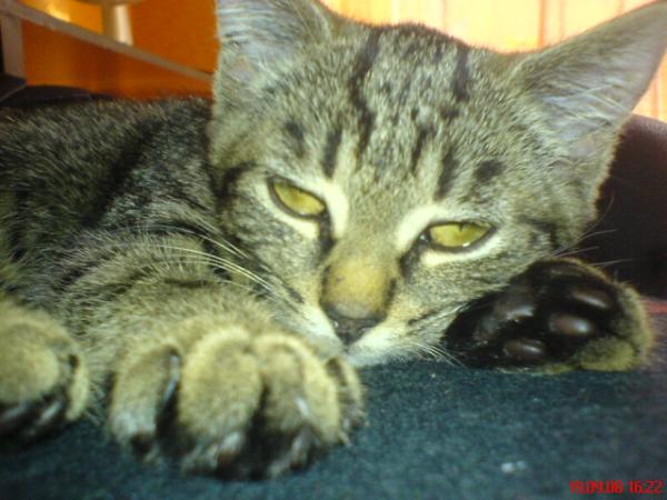 "Sunny" unsere kleine Abgabekatze.