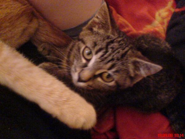 "Sunny" unsere kleine Maus, die wir leider abgeben müssen, da sie sich nicht mit unserem Katerchen versteht.