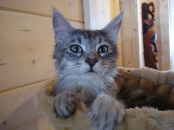 "Was? Gibts Fressen??!??!!!!"