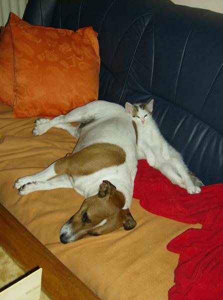 R.I.P mein liebster Tiger. Auch dein Freund vermisst dich sehr!