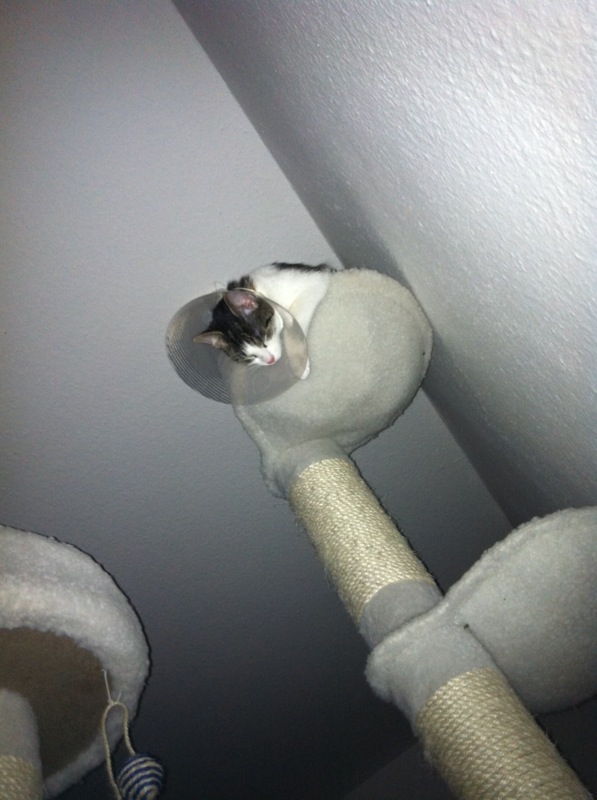 Raumsonde Vega nimmt einen höheren Orbit ein und geht erstmal auf Stand-by Modus.