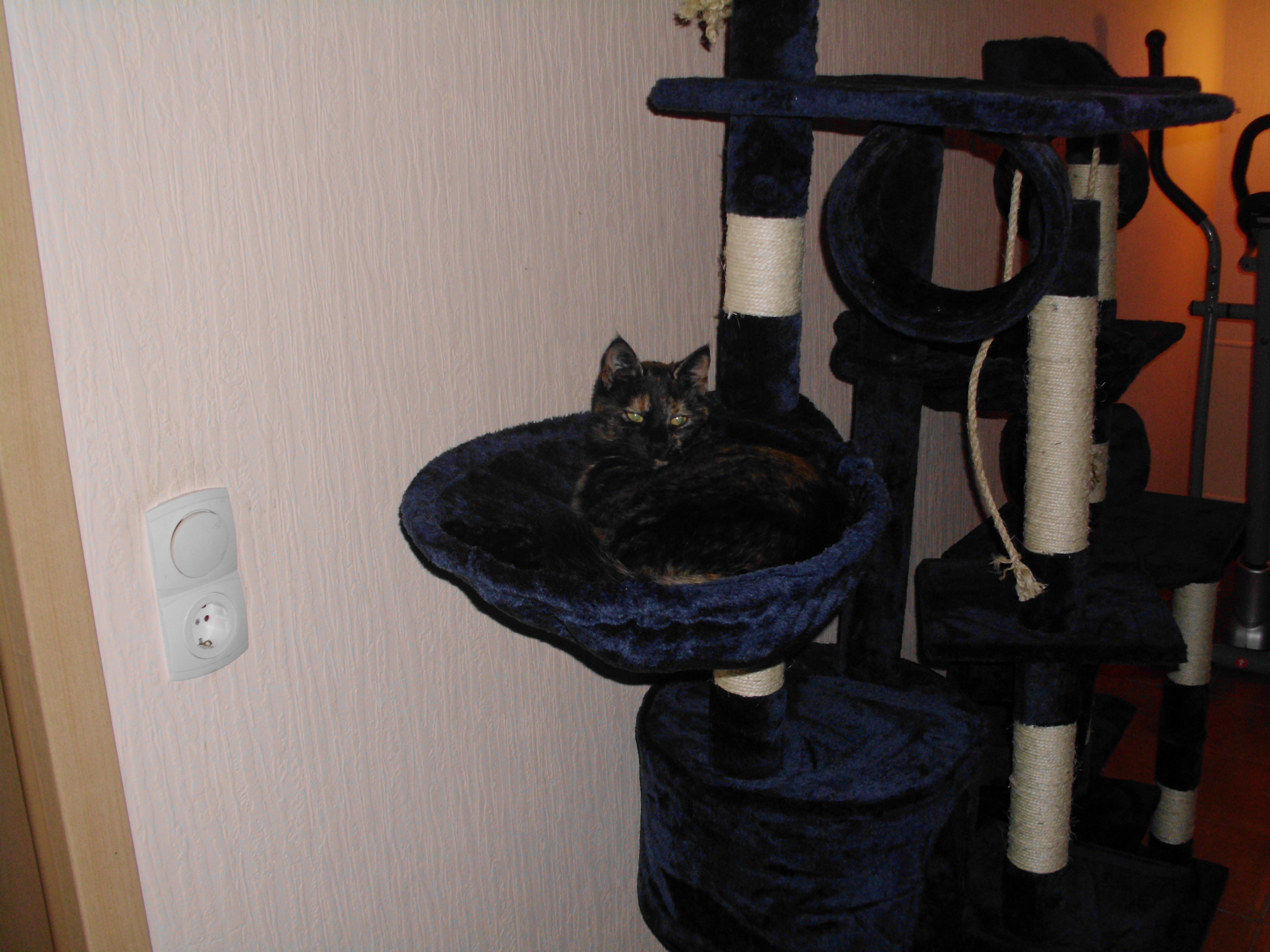 Riesenkratzbaum für mich