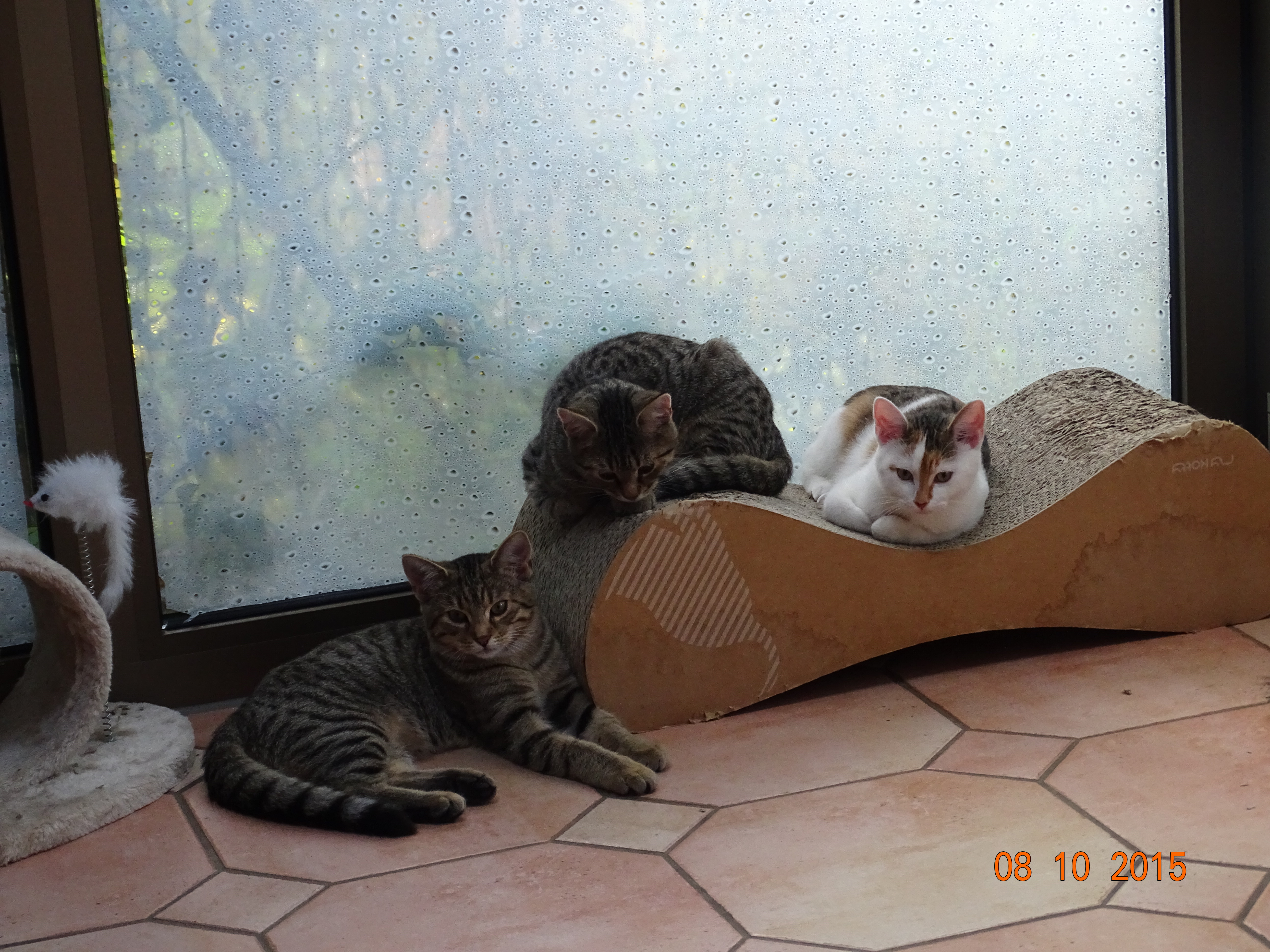 Robby,Randy und Sofie