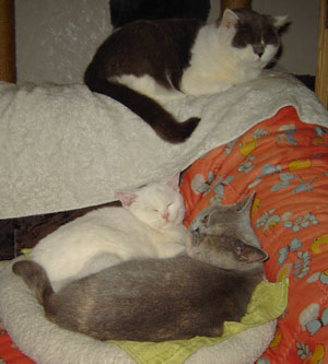 Rocco,
Elton und Elli.