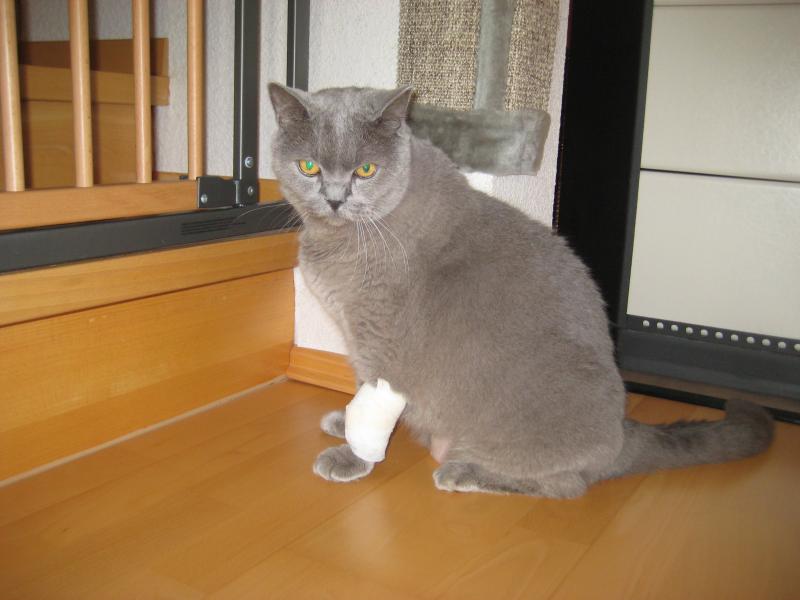 Romeo an seinem ersten abendlichen Heimaufenthalt von der Klinik. Dauernd wollte er sich zurückziehen und hat die ganze Zeit gemaunzt. Das war schlimm!!