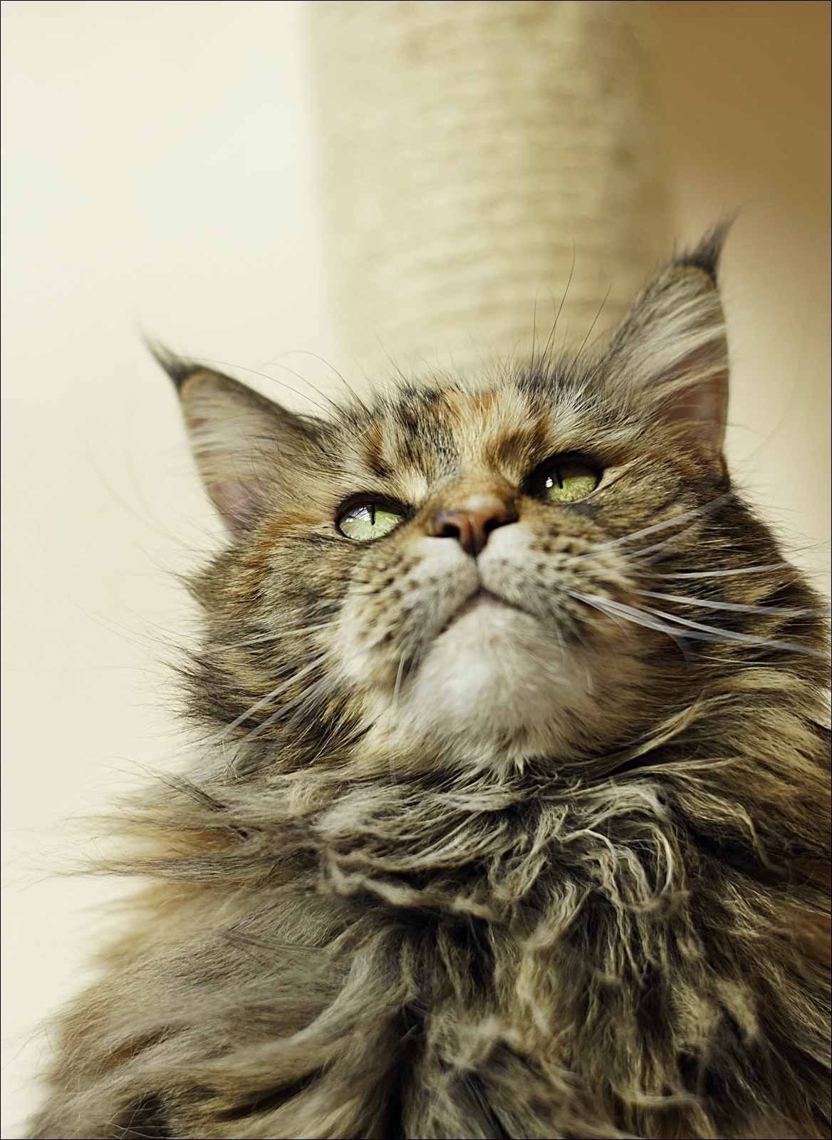 Romy - Maine Coon, eigentlich Int.Ch.Sleepy Hollow Romantika
*2.4.2008 (und seit April 2010 bei uns)