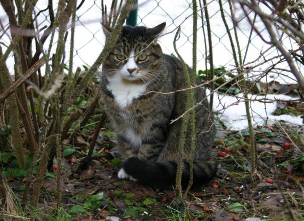 Ronja im letzten Winter
