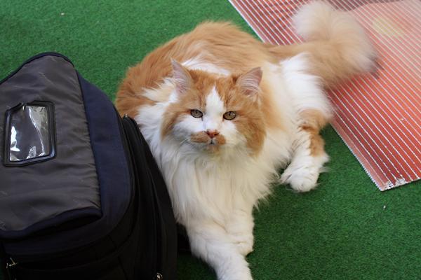 ronny  !/ JAHRE ALT:UND BIS VOR KURZEM TOP FIT