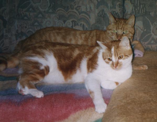 Rudi im Vordergrund. Etwas eigenwillig aber lieb.
(*)1994 - (+)16.2.2006