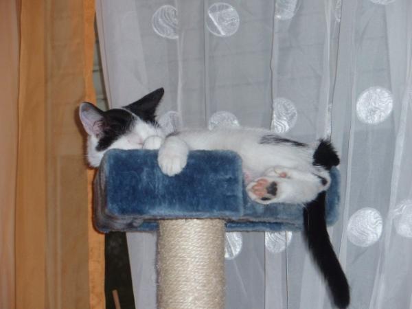 Rübe hat den Logenplatz erobert (sonst liegen die Zwerge immer dort!)