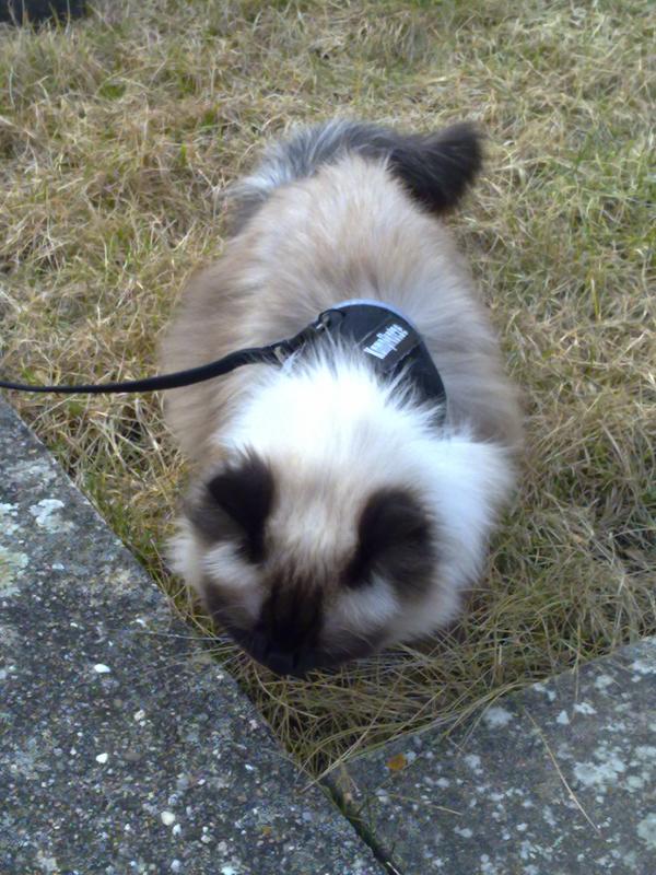 Samira beim Spaziergang
Bei mir ist sie mit dem Balkon zufrieden.
Bei meiner Mutter bettelt sie immer und will mit mir an die Luft.